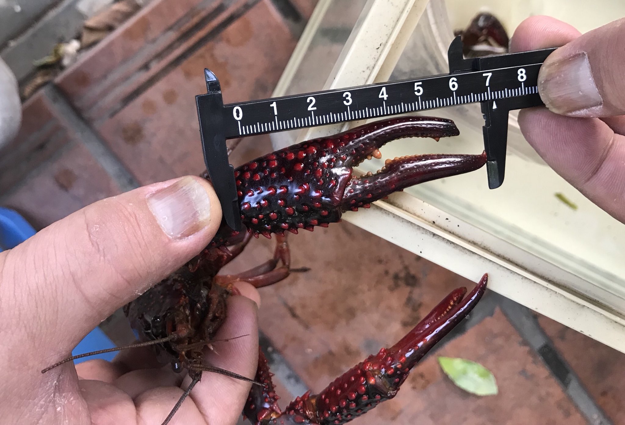 ペットショップパール ワイルド巨大アメリカザリガニ入荷しました トリートメント後販売いたします 両爪の下爪欠け オス 上爪71mm 両下爪69mm Tl13cm ペットショップパール ワイルド巨大アメリカザリガニ入荷しました トリートメント後販売いたします 両爪の下爪欠け オス 上爪71mm 両下爪69mm Tl13cm