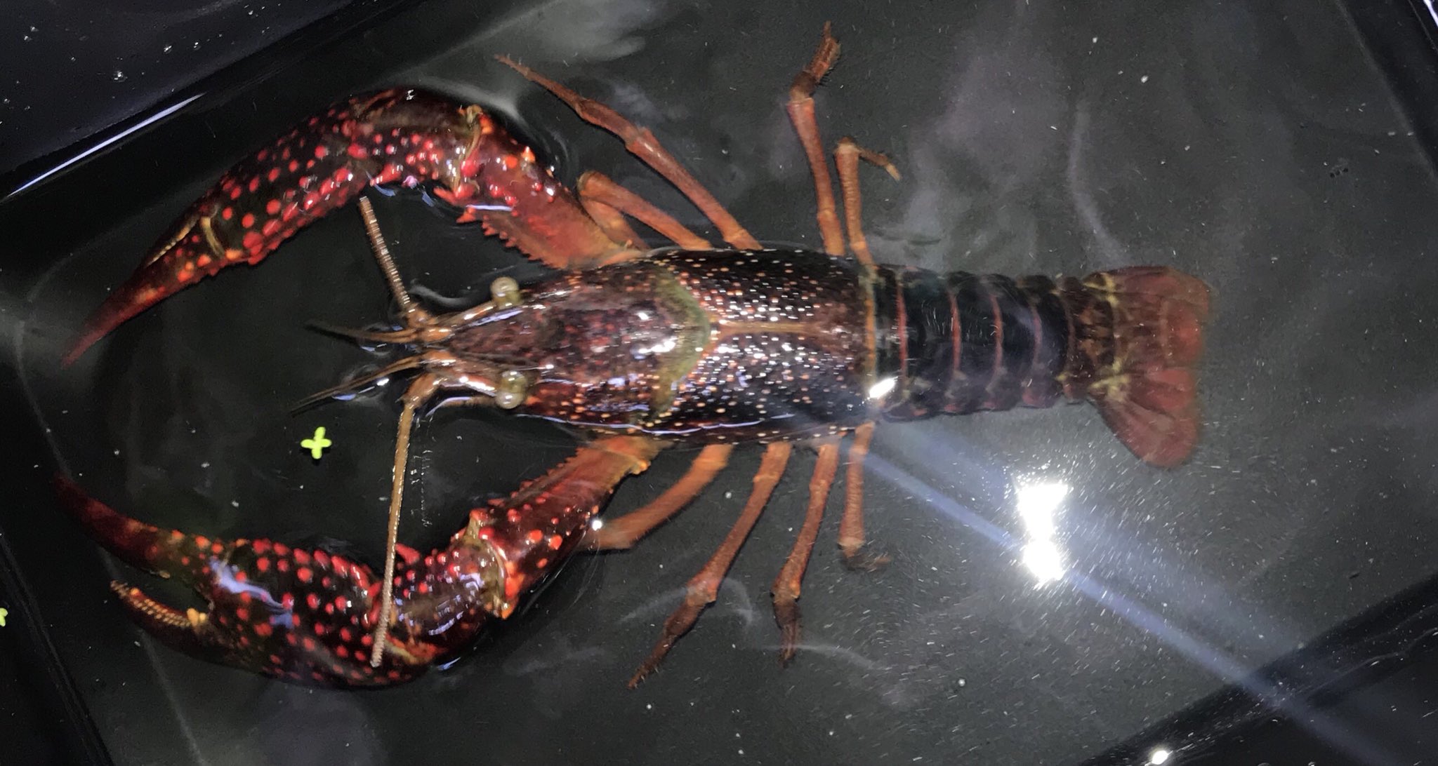 アメリカザリガニのペアリング(♂白ひげ︎︎ ♀スーパーレッド