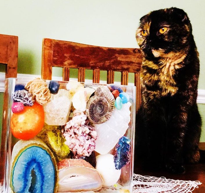 Java_Jessika's tweet image. Please look at the camera 😩 #catsoftwitter #cats #rocks #scottishfold
