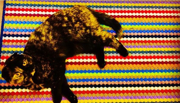 Java_Jessika's tweet image. Nyan Cat anyone? No?  #catsoftwitter #nyancat #meme #colours #cats