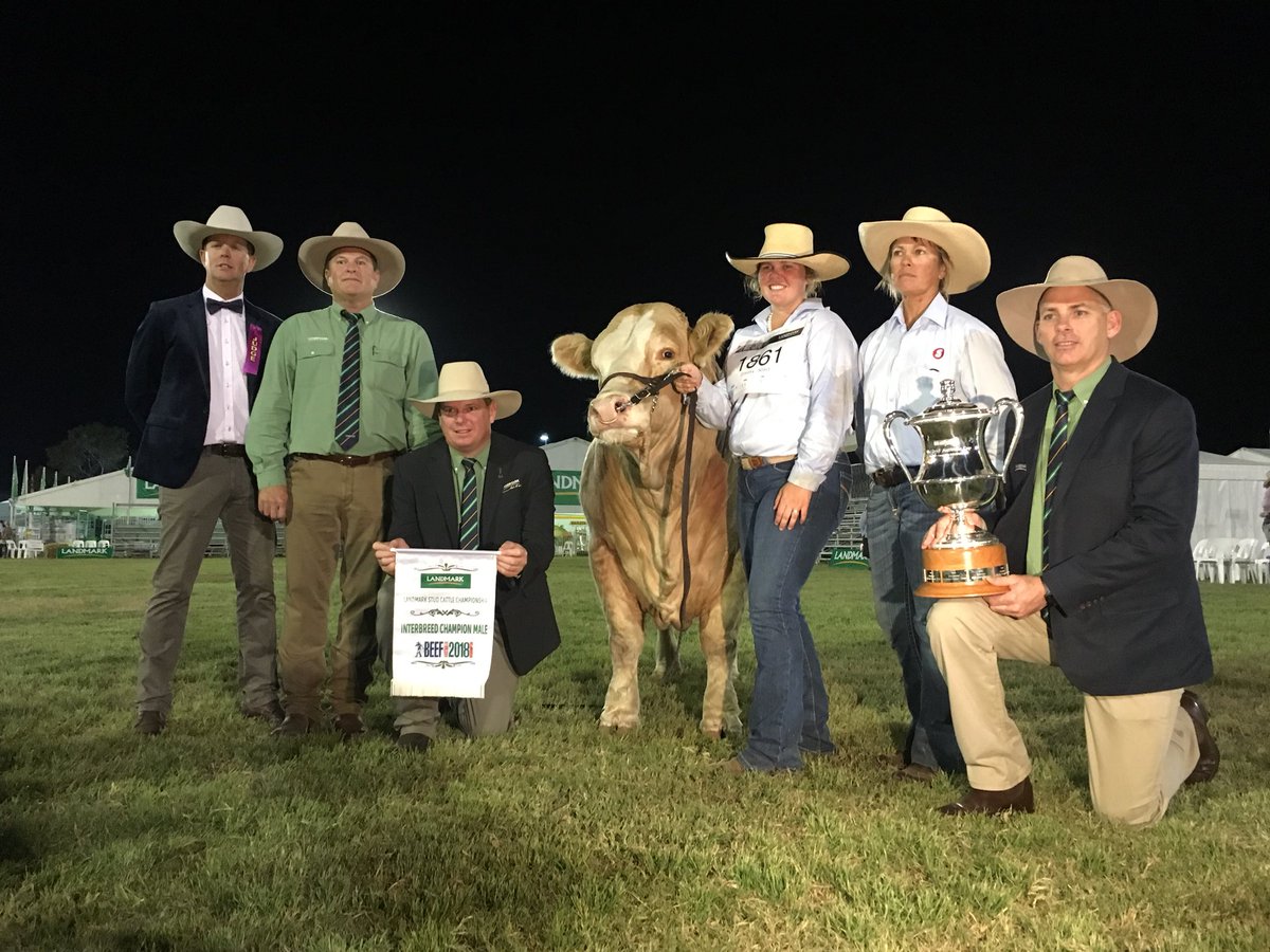 simmental bull takes champion interbreed title at #beefweek2018 @QldCountryHour @abccapricornia