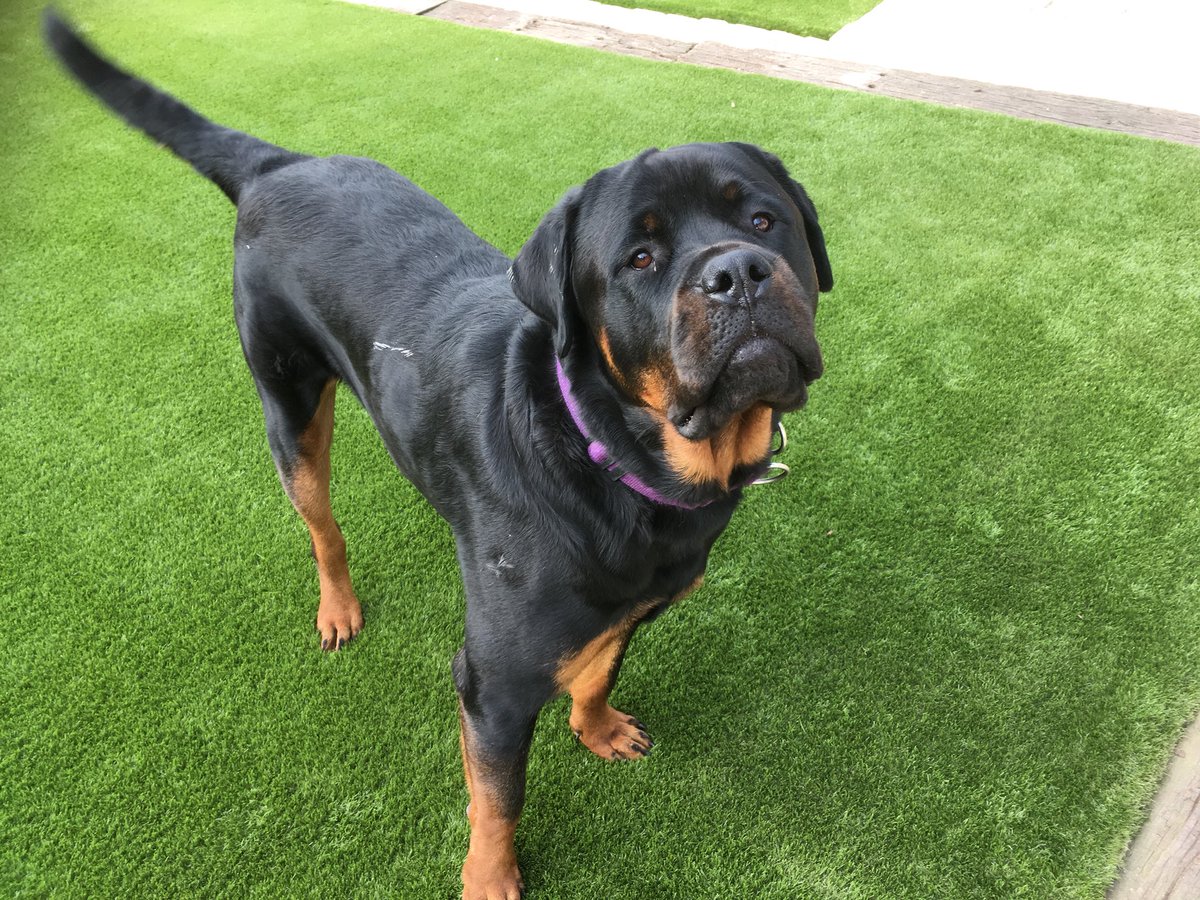artigrassltd's tweet photo. Stunning installation of #artificialgrass for this gorgeous   #garden.
#suffolk #norfolk #essex #dogsofinstagram #rotweiler #nomuddypaws https://t.co/KWlmJC4ePH
