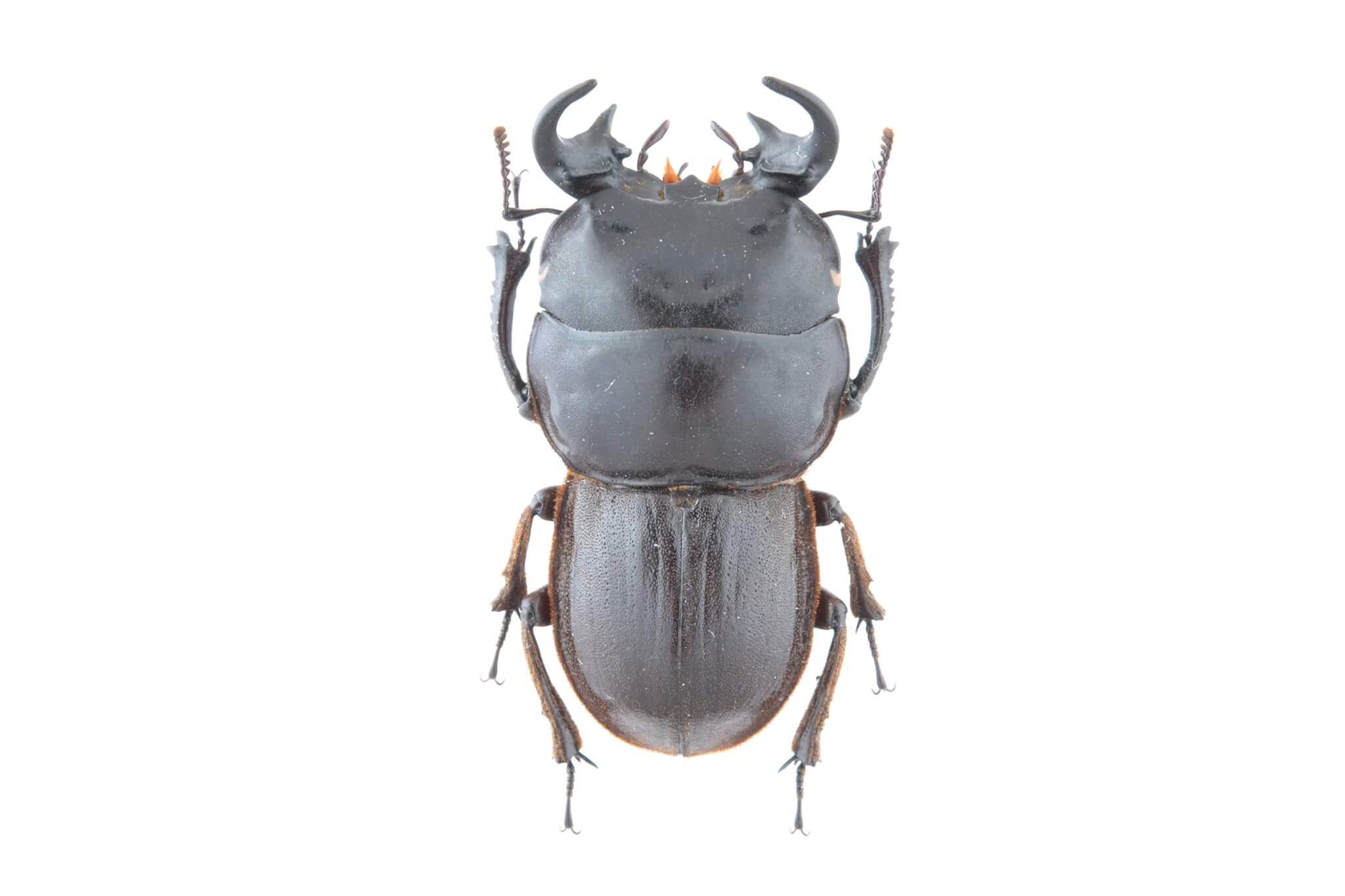 Coleoptera7777 on X: 