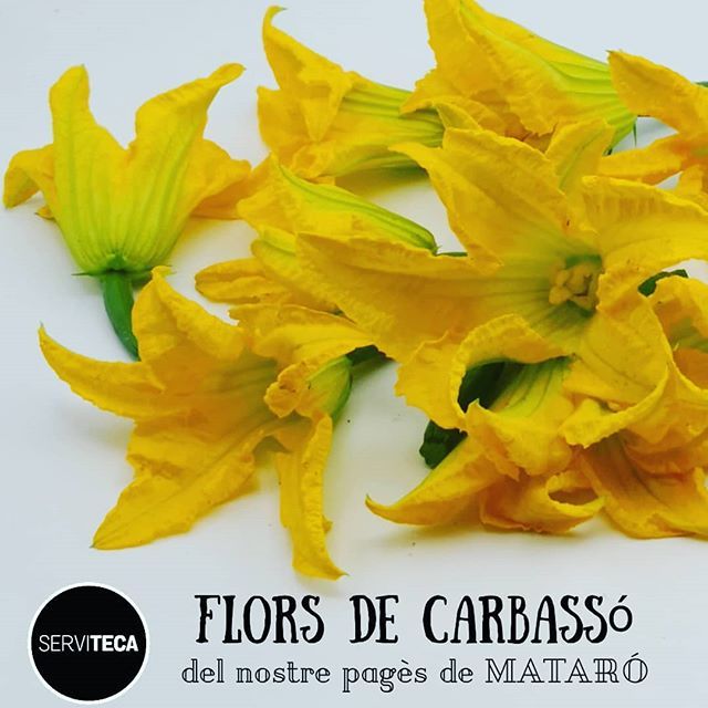 LaServiTeca's tweet photo. Las flores de calabacín no sólo son comestibles sinó que son un manjar!
Se pueden comer tanto en ensaladas como rebozadas o rellenas y son muy saludables.
Las habéis probado alguna vez?
#tecabona #somteca #proximitat #maresme #mataró #florsdecarbassó #… https://t.co/yKF9dL4jZd https://t.co/Ct0PHXAN9z