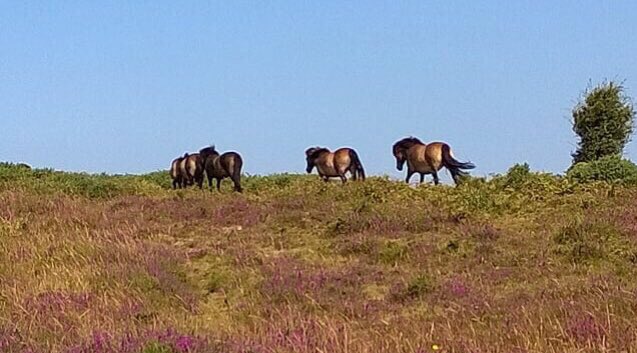 Porlockcoast1's tweet photo. Another beautiful day on Exmoor #Lotsto❤️@holnicoteNT @swcoastpath @ukhiking @ifootpathuk @secretsomerset @shrewsmorris @PeriwinkleCott1 @Exmoor4all @CarlBovisNature @ExmoorNP @visitexmoor @gartenzwerg333 @natuurvriendin @eXm360 @twomoorsway @lyntourism @MineheadRNLI https://t.co/qcutXemlhc