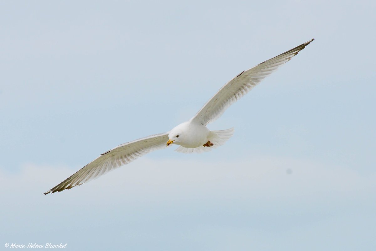 mhb_prod's tweet photo. Goéland - avril 2018 
#goeland #normandie #normandy #photo #photography https://t.co/ueFNDEvtKe