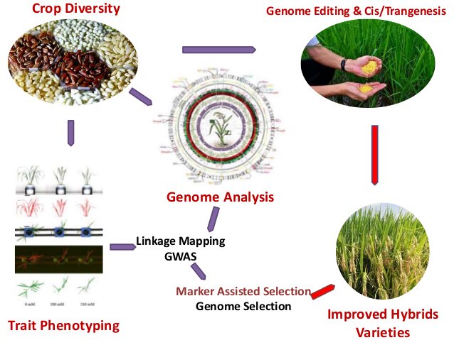 Agri_Tech_2018's tweet photo. how #agriculture and #food #science helps in #plant 
#Genomics ? More Discussions at, https://t.co/pJMGP9a09C  
Submit abstracts at --> https://t.co/zcL3ebGI7c
#Agriculture #Conferences #FoodScienceConferences #FoodMeetings #FoodWorld #Soil #Organic #Plant #Chemical #agritech https://t.co/Nncf9dGLgq