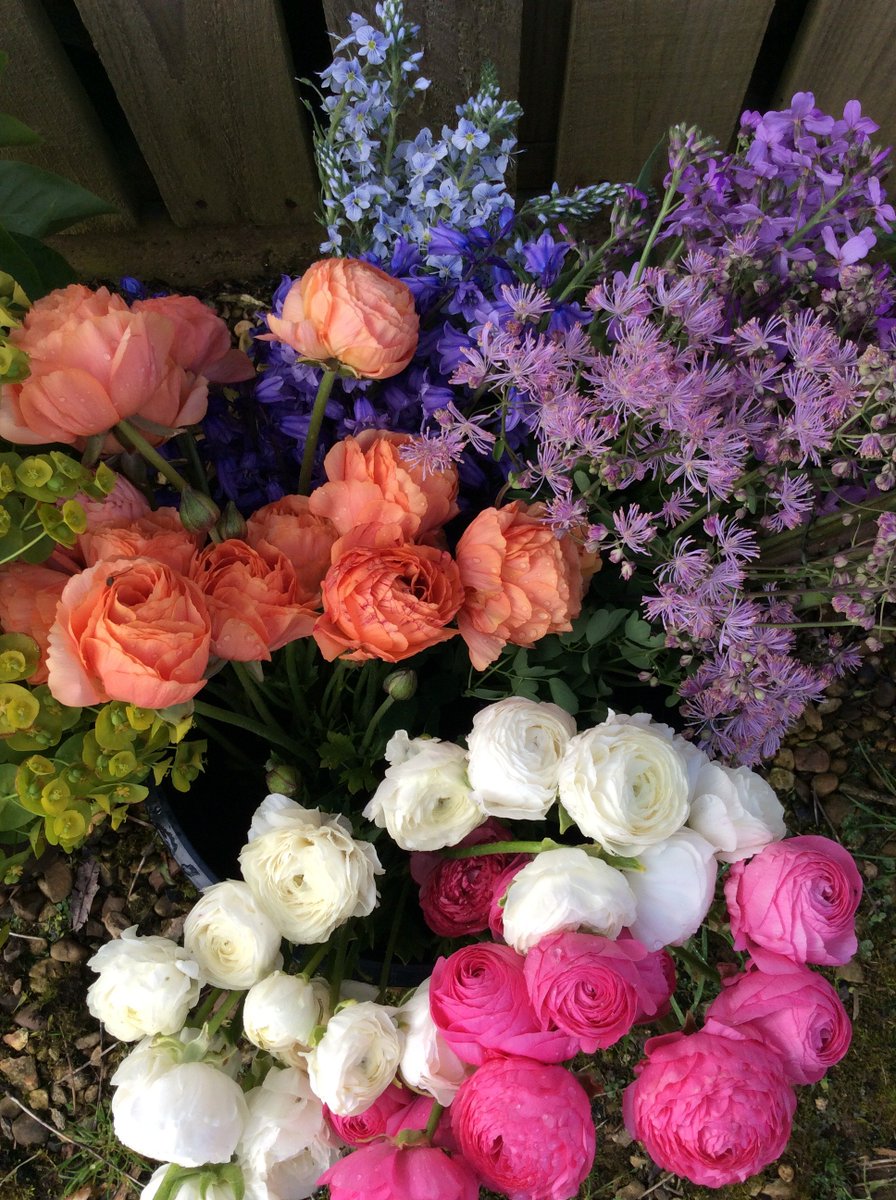 BrambleandYarn's tweet photo. Flowers are really getting going now...some #bucketsofblooms cut today for a #party #celebration lots of bright colours and lovely #ranunculus #veronica #aquilegia #lilac #bluebells #norfolkflowers #kingslynn #florist #britishflowers https://t.co/lBpreyl8EI