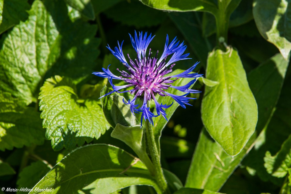 mhb_prod's tweet photo. Bleuet - mai 2018
#bleuet #fleur #flower #photo #photography https://t.co/8VvDy7V0mf