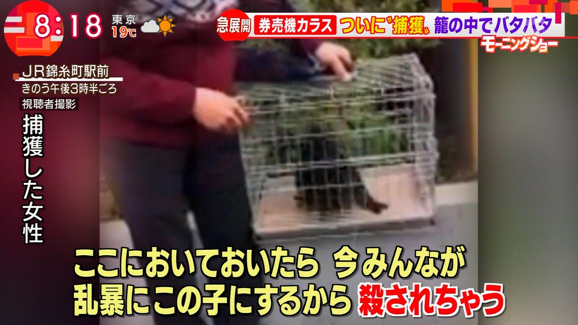錦糸町駅に現れた 券売機カラス ついに捕獲 中には 鳥獣保護法違反 との声も Togetter