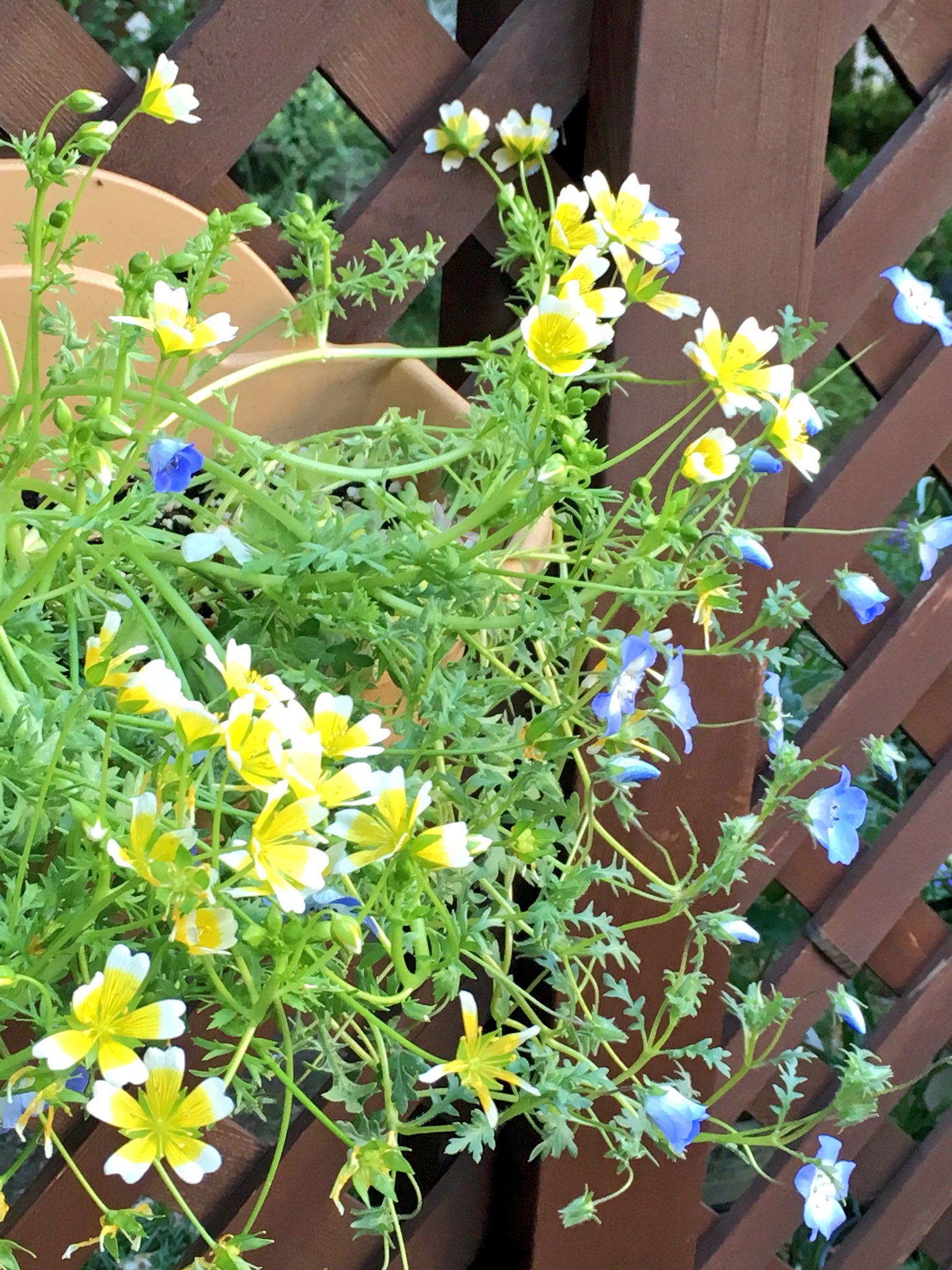 クルクマっち 名残惜しいけど来季爆発する為にもばっさりのバレリーナ 小さいけど見事だ 白がボロンボロン咲いていて ほんのりピンクも 初めてリセットしたからかとてもきれいに咲いてると思う リムナンテスが雨で倒れたおかげでネモフィラと混じり