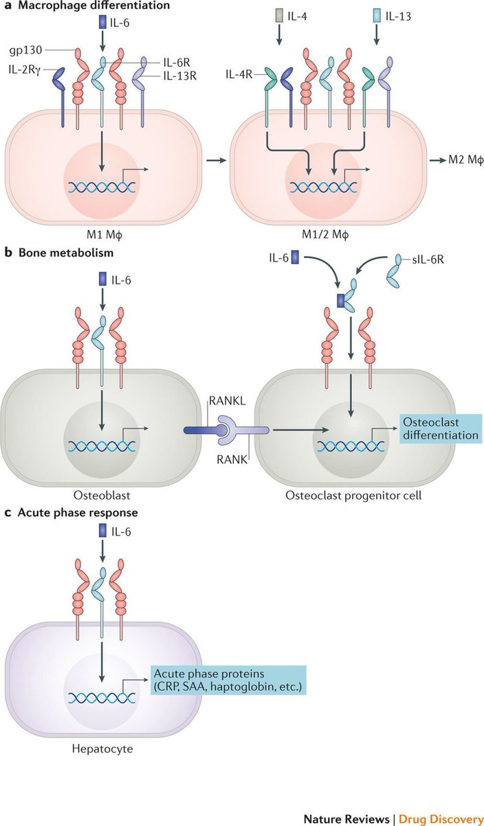 NatRevDrugDisc's tweet photo. IL-6 has several important homeostatic functions (macrophage differentiation, bone metabolism, acute-phase response, etc). Blocking IL-6 activity is a promising strategy for the treatment of autoimmune diseases as discussed in one of our recent Reviews https://t.co/8QUHaDBJtj https://t.co/0I5IwU37sR