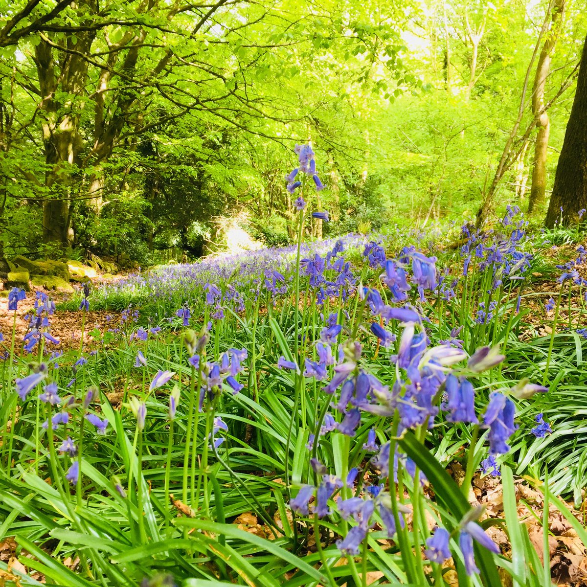 urchinjewellery's tweet image. Loving my #DeanWye ‘office’ 😊☀️❤️ #walkingthedog #quickbreak #honest