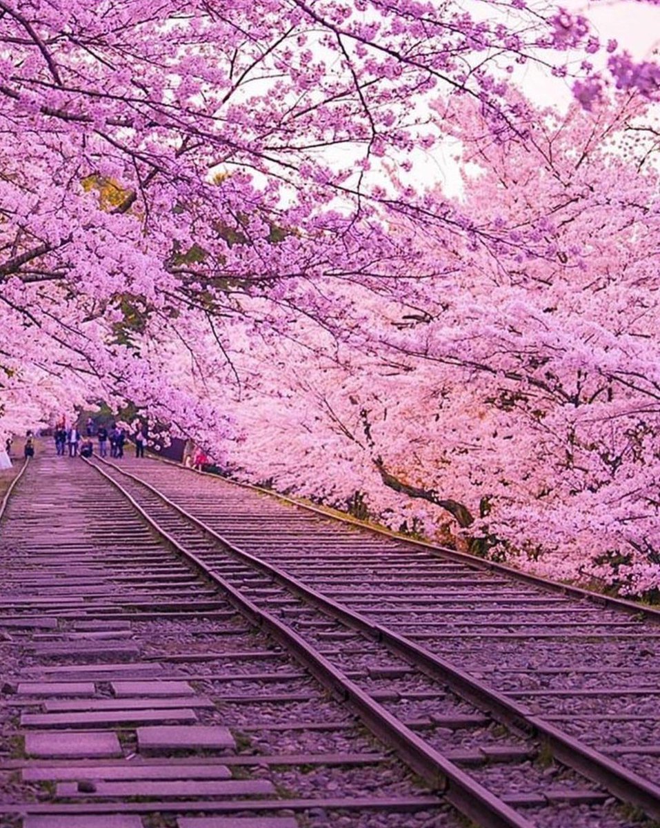 Cherry Blossoms in Kyoto - Japan !!