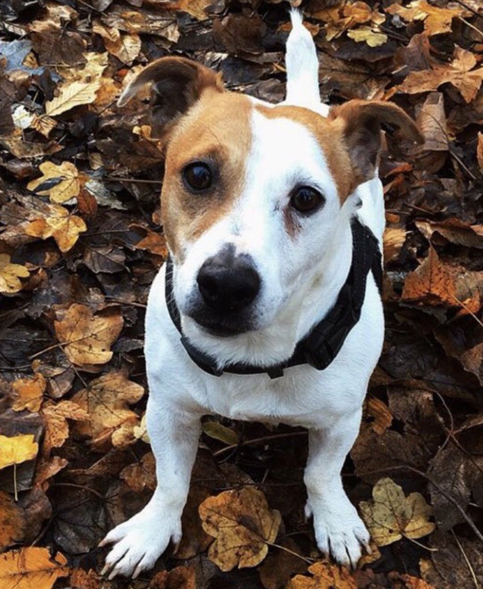 Amelie_Officiel's tweet photo. Les amis Baloo le chien de @ClaireTomek a disparu dans la nuit du 9 au 10 Mai à Argenteuil

Si quelqu'un le voit, contactez Claire par mail : claire.tomek@gmail.com

Partagez svp!!!! https://t.co/lE7lEIyqNq