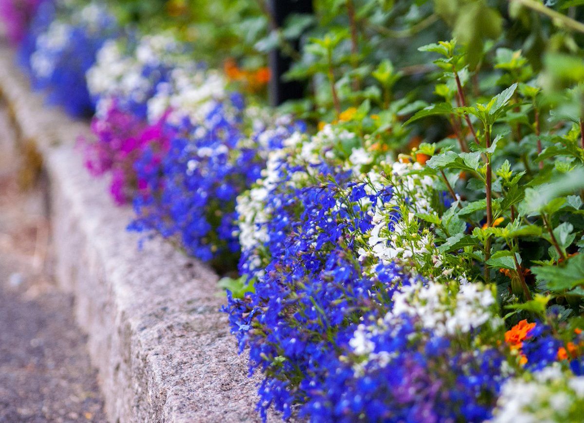 Set your #garden beds apart from walkways, paths and lawn areas with easy-to-install decorative #landscape edging products. Take a moment to view these 11 easy ideas courtesy of <a href="/BobVila/">Bob Vila</a>. buff.ly/2KuX5vJ  #GardenDesign #LandscapeDesign