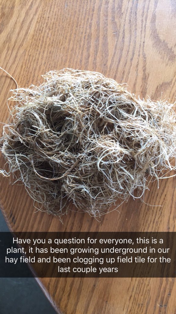 DanTheManager12's tweet photo. Anyone know what this plant is? https://t.co/z4Y1eEcS27