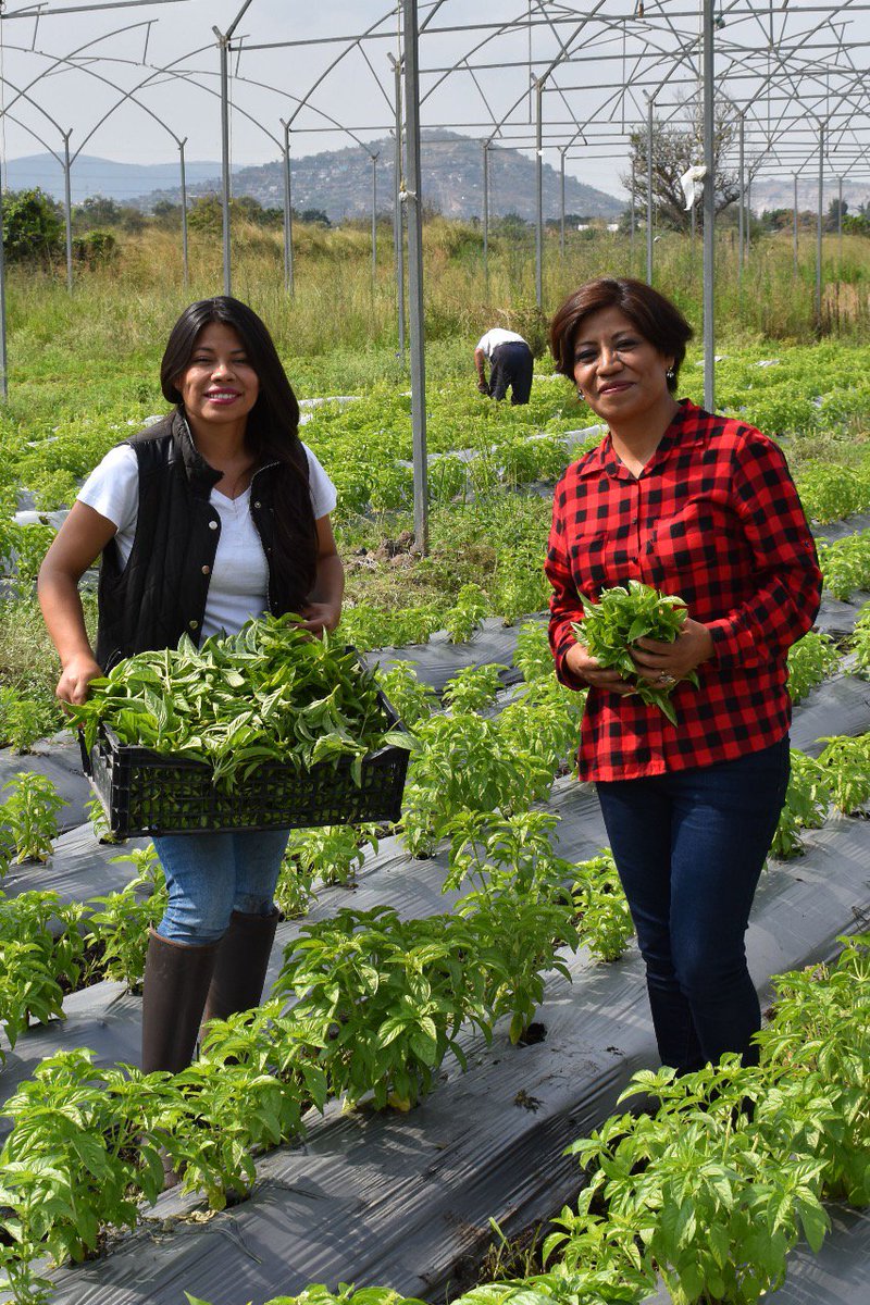 Agricultura_mex's tweet photo. Hoy es #DíaDeLasMadres y festejamos a todas las mamás de México pero en particular a todas aquellas que se dedican a los trabajos del campo y con ello sostienen a toda una familia ¡Muchas Felicidades! 👏🏽🤱🏽🙋🏽‍♀️👪 https://t.co/7aoUwP6YKm https://t.co/t1hGflqggi