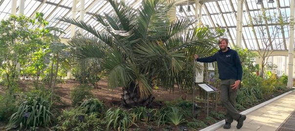 pumpkin_beth's tweet photo. Read my interview with Scott Taylor, the Supervisor of the #TemperateHouse at #KewGardens and find out all about this magnificent #restoration project!
#TemperatePlants #PlantConservation #Plants #Glasshouse #ThingsToDoInSurrey #WeekendPlans #SurreyGardens
https://t.co/WNwPCnjGE1 https://t.co/z5rDeLCjlq