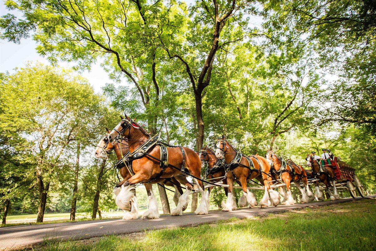 anheuserbuschfl's tweet photo. Attention Tampa Bay:  Don't miss the opportunity to hang out at the hitch and meet the legendary @budweiserusa Clydesdales at the MacDill Airfest this weekend! #FOLLOWTHEHITCH here: https://t.co/AXpzeER2H6 https://t.co/flT4gljpAP