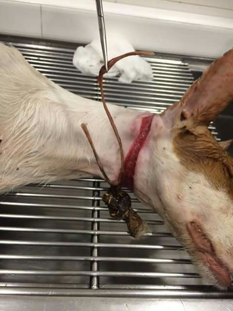 adaanacom's tweet photo. Musgo: intentaron ahorcarlo, sobrevivió y hoy, se encuentra felizmente adoptado.

Si conoces algún caso, rescatado de la caza, pon una imagen suya en Twitter o Facebook etiquetando a:
@ppcv @SocialistesVal @compromis @Podem_ @CsValencia_C @monicaoltra @manolomata @franferri_ https://t.co/DJPoxUKP3p