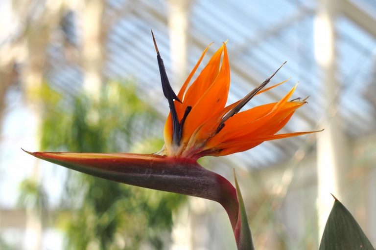 pumpkin_beth's tweet photo. Read my interview with Scott Taylor, the Supervisor of the #TemperateHouse at #KewGardens and find out all about this magnificent #restoration project!
#TemperatePlants #PlantConservation #Plants #Glasshouse #ThingsToDoInSurrey #WeekendPlans #SurreyGardens
https://t.co/WNwPCnjGE1 https://t.co/z5rDeLCjlq