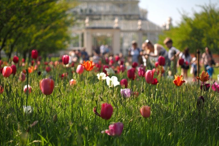 pumpkin_beth's tweet photo. Read my interview with Scott Taylor, the Supervisor of the #TemperateHouse at #KewGardens and find out all about this magnificent #restoration project!
#TemperatePlants #PlantConservation #Plants #Glasshouse #ThingsToDoInSurrey #WeekendPlans #SurreyGardens
https://t.co/WNwPCnjGE1 https://t.co/z5rDeLCjlq