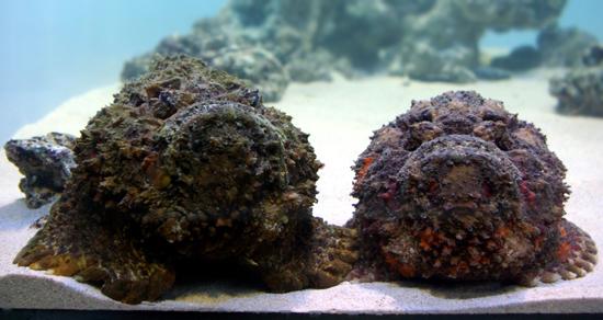 東京ズーネット［公式］ on X