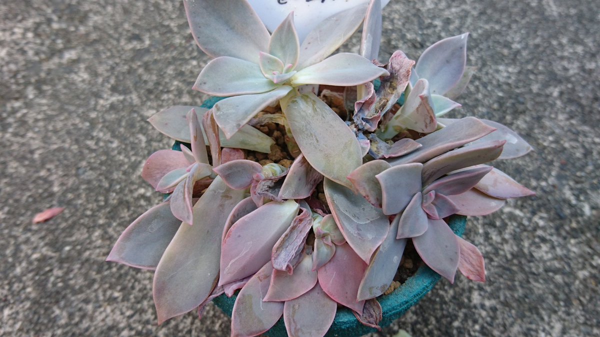 Toma Toma 先程まで多肉全部 雨に当たってない所 に水やりして タニパトしてる時に 無残な状態になってる子が数鉢ありました 手で触れたらバラバラに P 花芽にはアブラムシがついてたのもあったし 今日はちょっとショックだったなぁ º