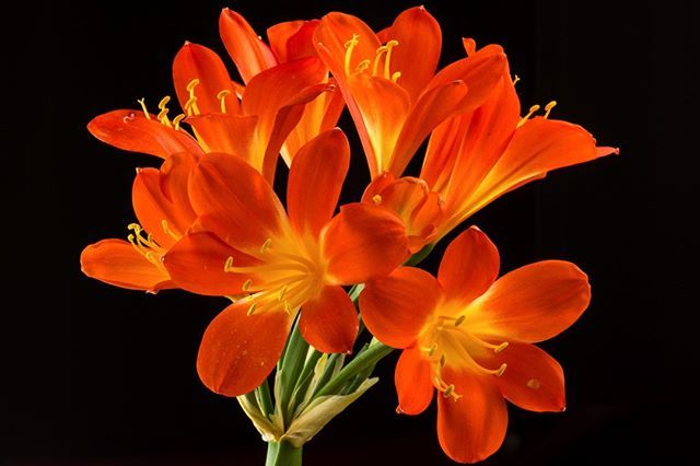 myneit's tweet photo. Clivia Miniata ...
#blooming #petal #flower #floral #flowerhead #clivia #cliviaminiata #miniata #flowers #nature #orange #garden #colorful #myneit #MauroGigli #stilllife #stilllifephotography #flowerpower #instagram #picoftheday #photooftheday #ig_shotz … https://t.co/Y0hWMVt46z https://t.co/LBjPH1hFQp