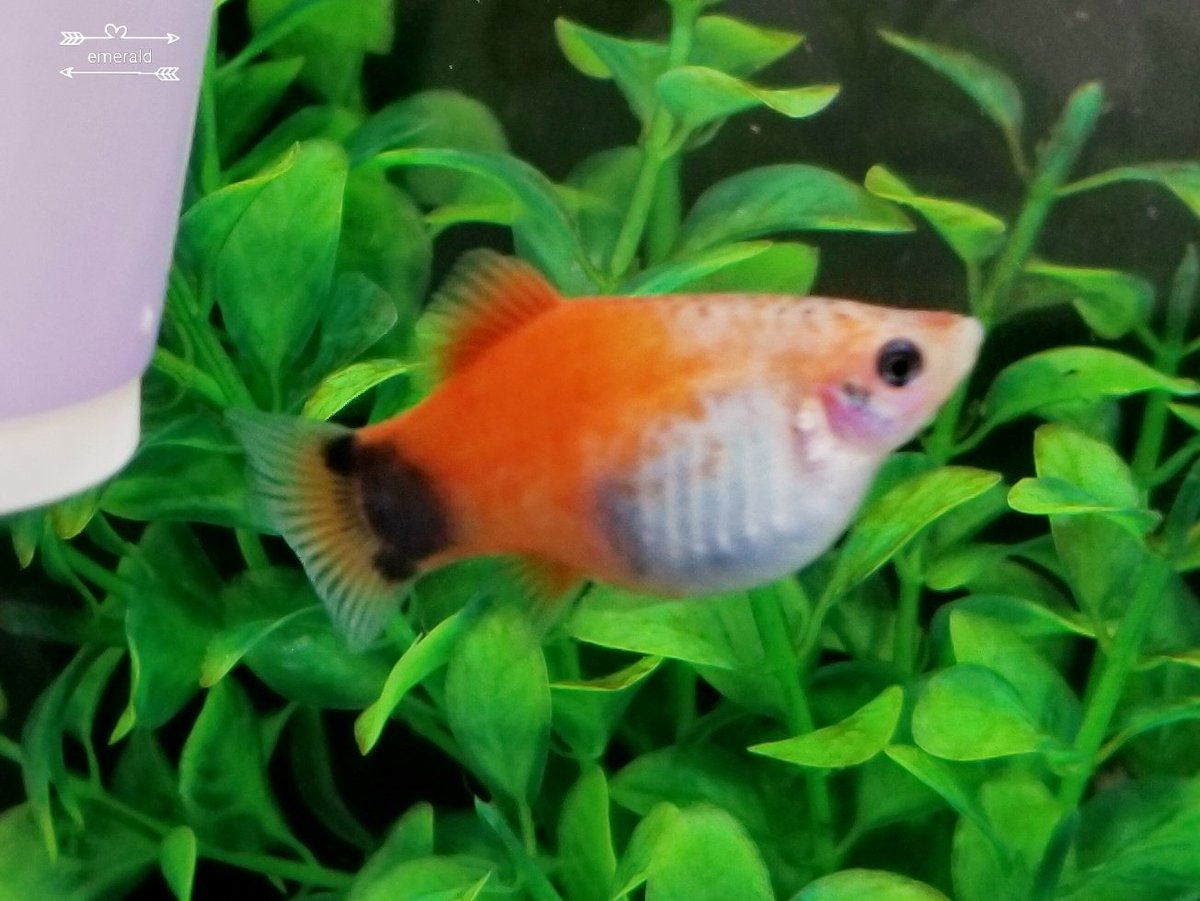 ベリル ミッキーマウスプラティ の稚魚 生後2ヶ月弱でしょうか 尾っぽにミッキーマウスプ柄が確認出来るほどに成長しました 最近 新加入した ゴールデンハニードワーフグラミー 名前長っ に動じることもなく あらら お母さんプラティ 3