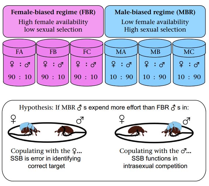 Same-sex mating behaviour amongst male insects is much more likely to be  due to incompetence than sexual preference, male-male competition or  evolutionary motivation @ueaceec @biouea @EnvEast. Find our open access paper here bit.ly/2wvjfLh #matechoice #sexualselection