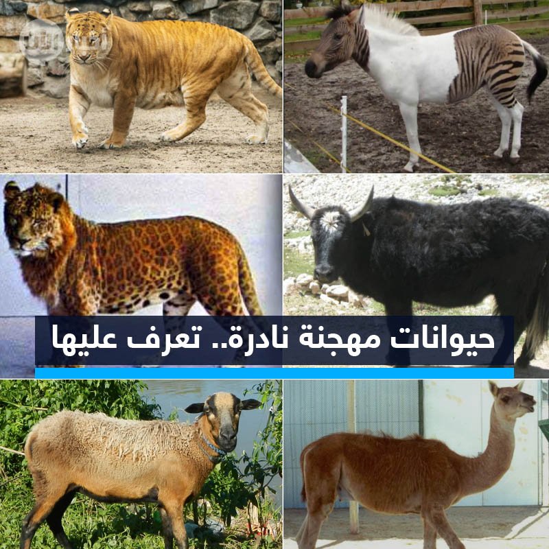 بالصور 6 حيوانات هجينة تعرف عليها