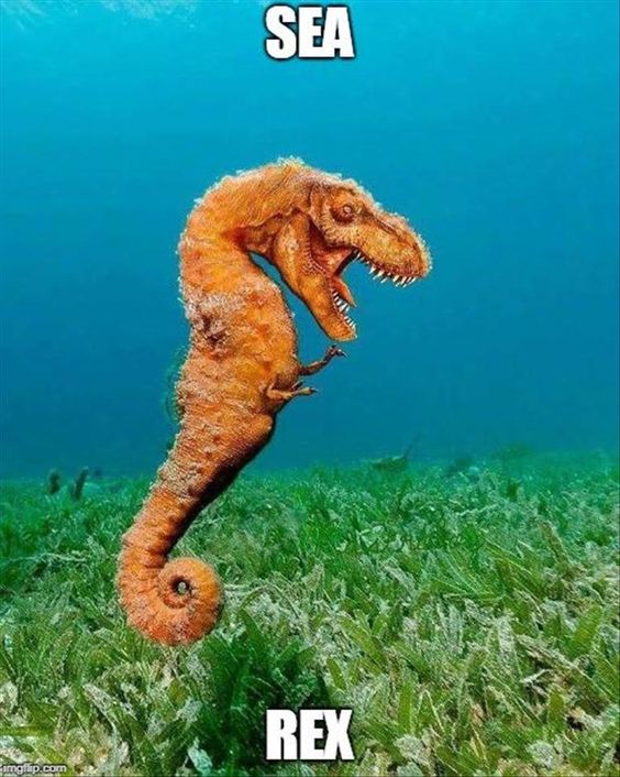 WhatDoYouMemeZA's tweet photo. What meme would you pick for this Sea Rex??
#whatdoyoumeme https://t.co/4JMhApJ2cx
