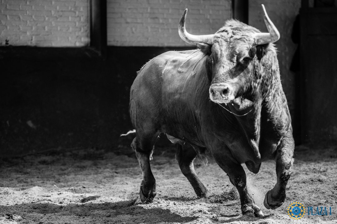 LasVentas's tweet photo. 📸 | En FOTOS, los de Fuente Ymbro para la 3ª de #SanIsidro2018 en #LasVentas. @JOSELITOADAME, @RomanCollado y @garridojm serán los encargados de su lidia a partir de las 19h.

Galería 👇
https://t.co/8jpId0TgwY https://t.co/9BivOO9wHH