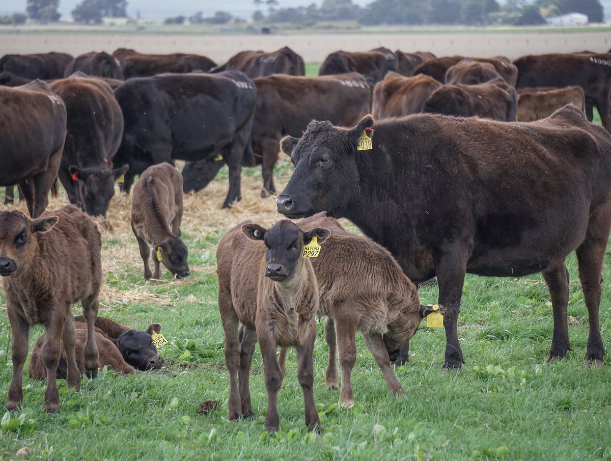 Autumn Fullblood Wagyu Calves being born at Mayura. All our cattle and hence our beef is lifetime traceable and DNA verified back to its Japanese Fullblood Wagyu ancestry.