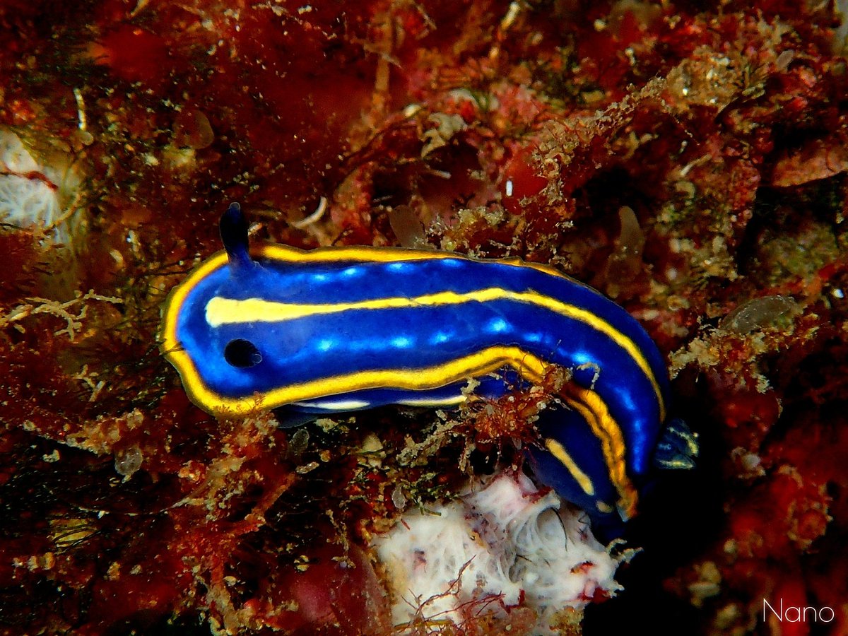 GarAriass's tweet photo. Hypselodoris ó Felimare Tricolor,  Islas medas, Gerona.

#macrophotography #flabellina #travel #viaje #buceo #dive #diving #aventura #gar_arias #scuba #españa #nudibranch #macro #mergulho #photography #art #salamanca #underwater #bajoelagua #islasmedas #gerona https://t.co/B1Bko7NpZf