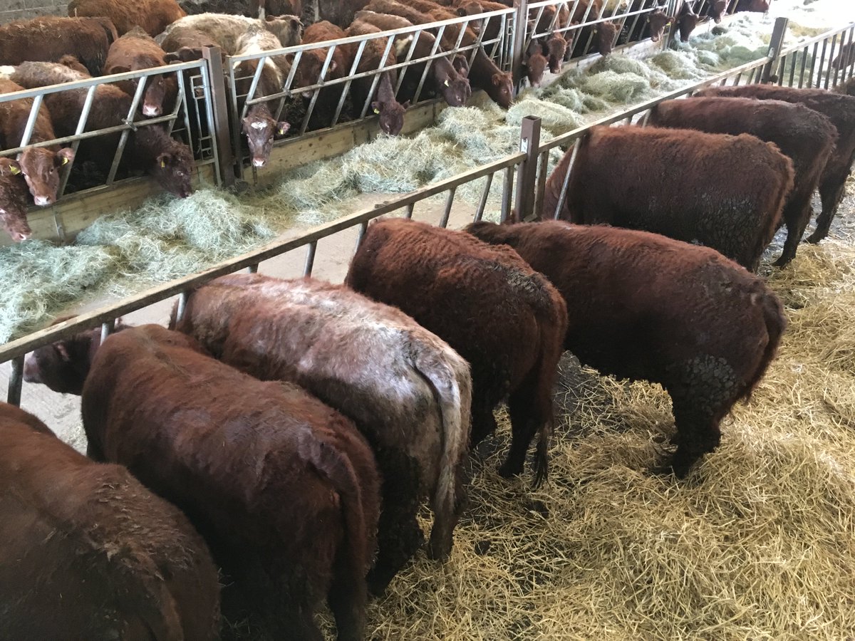 WlsMarket's tweet photo. First time ever.. #Luing Cattle @ WLS!!
Check out these Bulling heifers from @welshluingbeef offered at Welshpool Market next Thursday, 17th May.
DM us for further info. https://t.co/XV7cwMYVLk