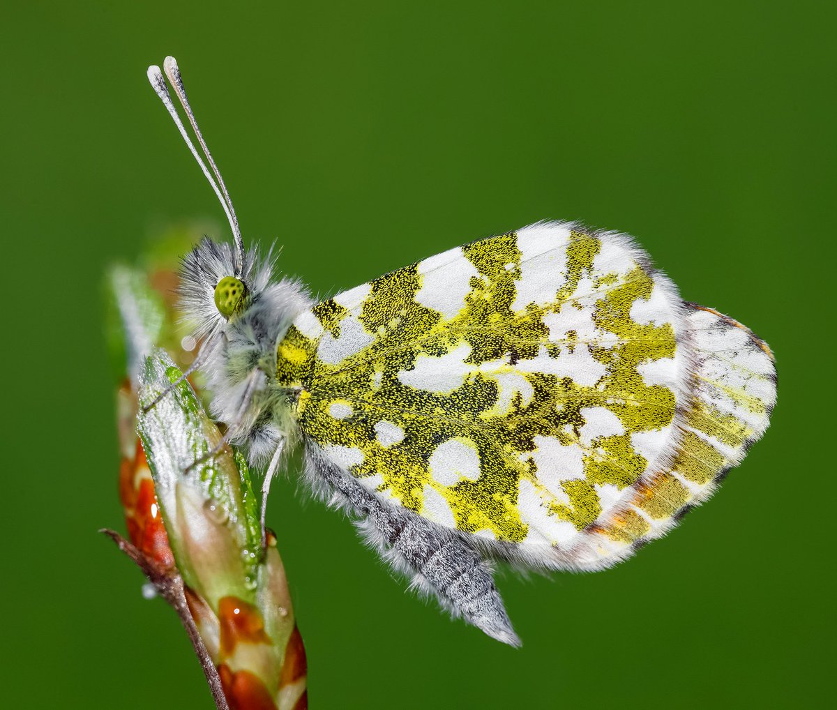 savebutterflies's tweet photo. We're at #RHSMalvern! Pop over to our stall where you'll find us handing out free tape measures and ideas to help make your garden wildlife friendly.
We have a free membership offer too so don't miss out! #PollinatorPlots @malvernshows https://t.co/UXOZllCF9g
