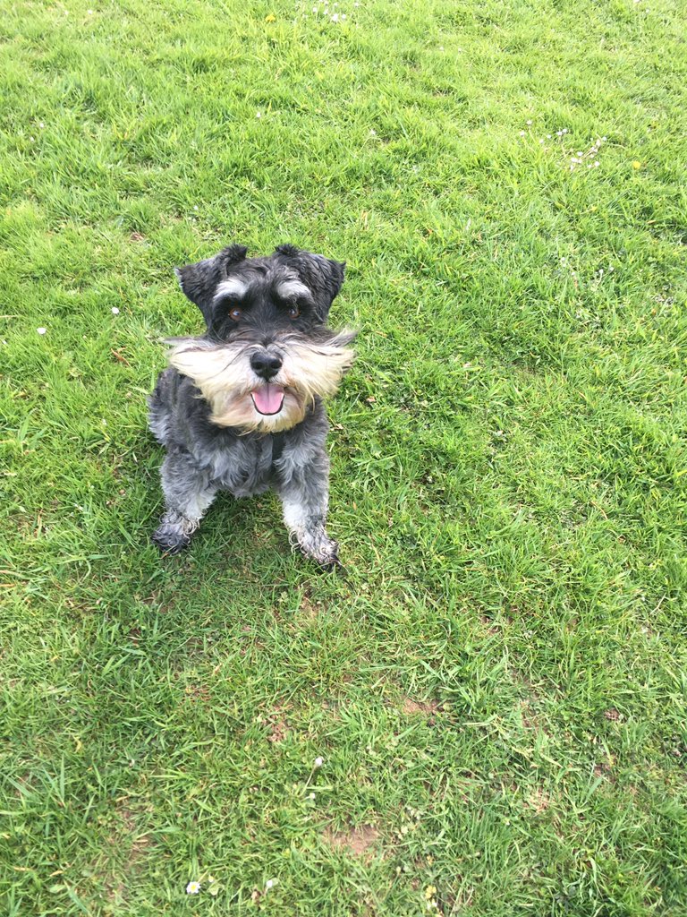 LizRalls's tweet photo. My best buddy Rufus is 10 today! We had a lovely walk this morning, followed by lots of treats! Happy Birthday Rufus! x https://t.co/aOIm1uwQUz