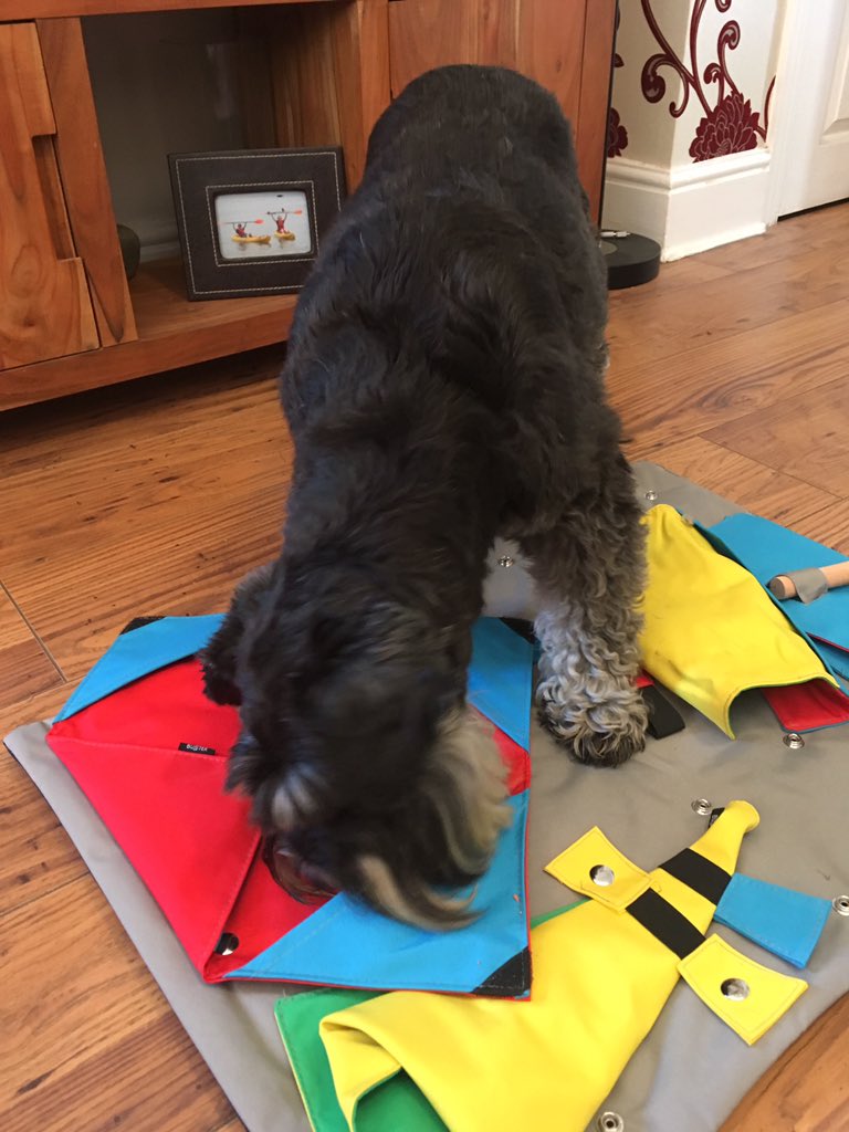 LizRalls's tweet photo. My best buddy Rufus is 10 today! We had a lovely walk this morning, followed by lots of treats! Happy Birthday Rufus! x https://t.co/aOIm1uwQUz