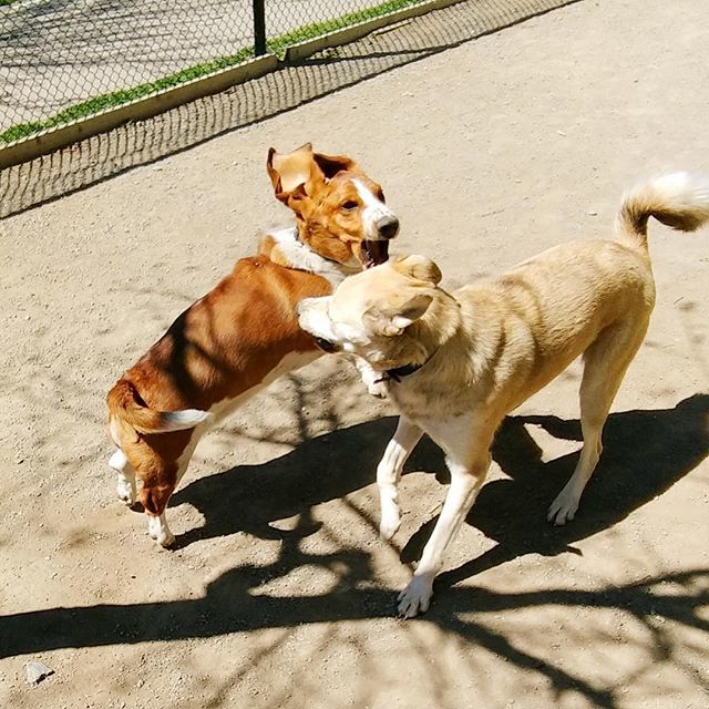 TheyWalkDogs's tweet image. Lucy turned 1 this week.  Her and Denver partied #theywalkdogs #partyin ift.tt/2IthfrP