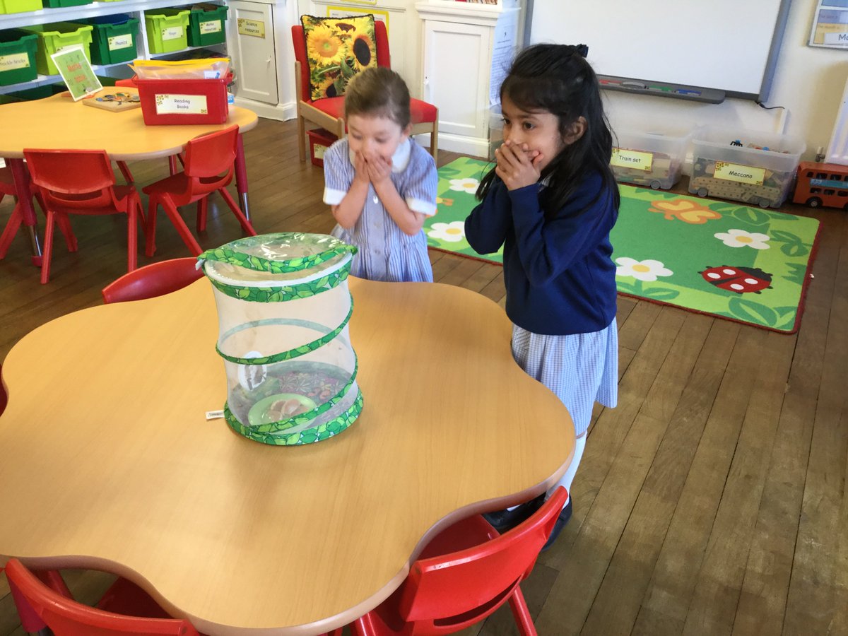 CFS_PrePrep's tweet photo. There was great excitement in Reception this morning when we saw a butterfly emerge from a chrysalis #Wow moment! https://t.co/Wp7l0p56jZ