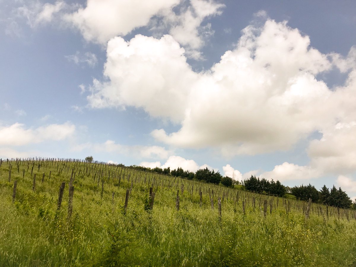 IFavati's tweet photo. Oggi ufficio a cielo aperto, tra i filari, con Americani in visita!
Viva L’Irpinia!

#cantineifavati 
#wine #ifavati #irpinia #landscapephotography https://t.co/2YoqsR7Rdk