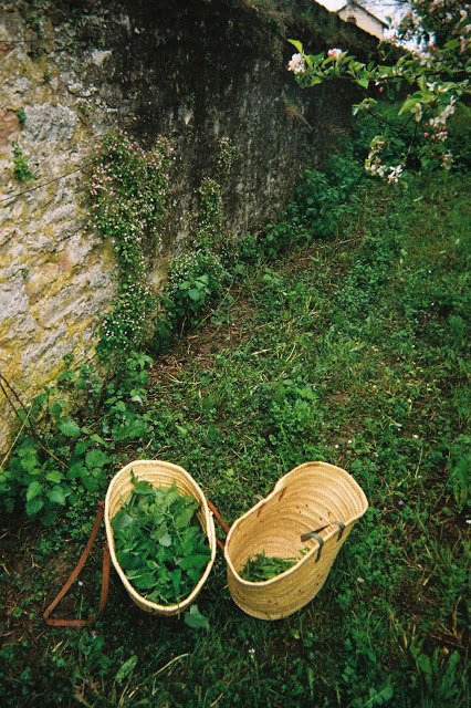 MyTasteofHealth's tweet photo. New post! Wild Nettles https://t.co/ZZfa43irkD https://t.co/58pwlBvMVl