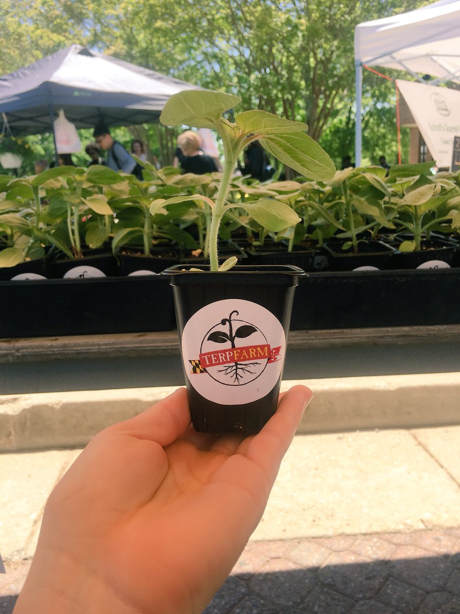 KFelter_UMD's tweet photo. Yesterday, I worked at UMD’s #farmersmarket to promote the Community Supported Agriculture program! No one left our table without a sunflower from @TerpFarm to take with them 🌻💐 @UMD_Dietintern @UMDSustain https://t.co/9DeabtdjWP