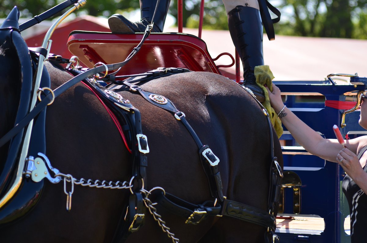 SFB_Photography's tweet photo. Its all about the team work...
#Photography #Photographer #Carriage #Driving #ShireHorses #Equine #EquestrianPhotography #TeamWork #Clean #CleanTack #CountryShow #HorseAndTrap #Sussex #HeavyHorses #Nikon #NikonPhotographer #Abstract #GroundTeam #Passion #Amateur #Beauty #Outdoor https://t.co/uXcEuHN1e2