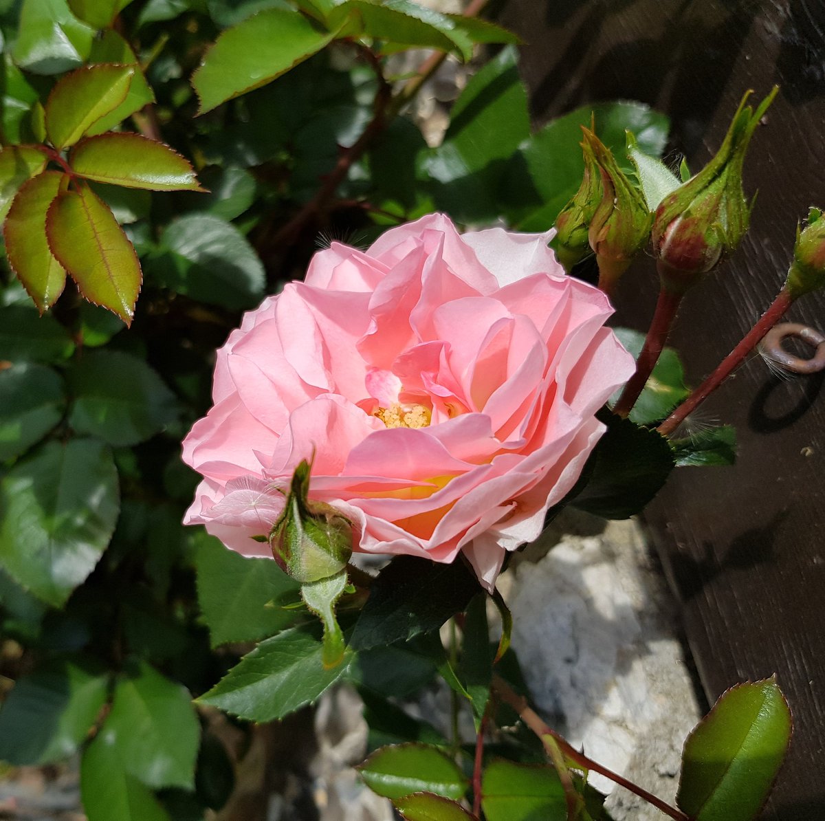 fleuriste's tweet photo. Première rose du jardin ☉
#nature #Fleurs #campagne #nature #repos #JaimePerriers #Andelle #Saison #spring #sweet #tourisme #famille #soleil #garden #rose #andlr https://t.co/TU1dKmgvP4