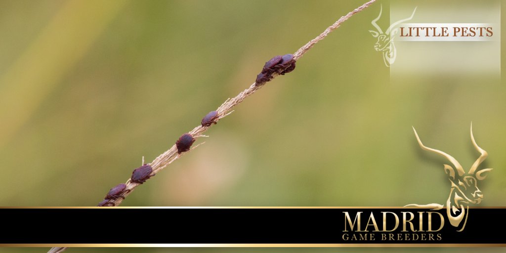 MadridBreeders's tweet photo. With plenty grazing comes plenty ticks.
Rhipicephalus appendiculatus - Brown Ear Tick. The name of this tick is derived from its brown colour and the fact that the adults attach to the ears of their hosts, seen here waiting for a passer-by.
#MadridGameBreeders #GameBreeding https://t.co/GE6vekHUjV