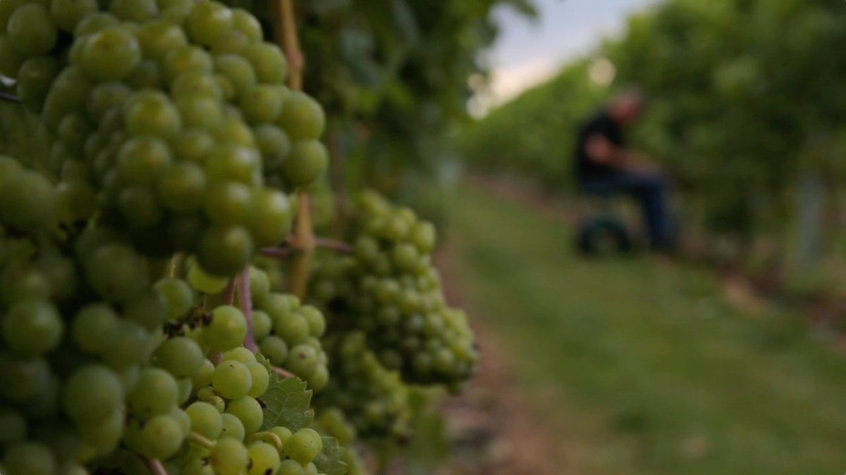 From painting houses to winemaking... Still love this story of winemaker Siem Loos from Dutch winery Wijngaard <a href="/Saalhof/">Wijngaard Saalhof</a> tastytales.tv/wine/wijngaard… #ThrowbackThursday #winelover #wine #winery